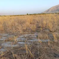 1400 متر زمین|فروش دفتر صنعتی، کشاورزی، تجاری|کازرون, |دیوار