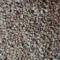 تخوم شبدر یا همون خشه