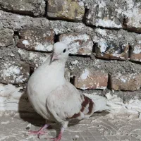 خوشونه لون|پرنده|خرم‌آباد, |دیوار