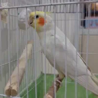 عروس هلندی سخنگو