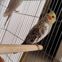 یک جفت عروس هلندی نر و ماده مولد با قفس|پرنده|پاکدشت, پاکدشت (مامازند)|دیوار