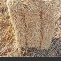 کاه گندم پرس رو نو گاوداری گوسفند دام زنده خوراک