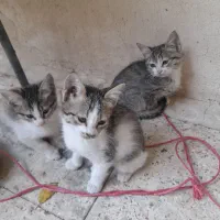 بچه گربه
