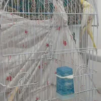 پرنده|پرنده|بندر گز, |دیوار