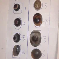 انگشتر سلیمانی