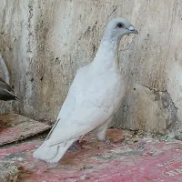 کبوتر طاووسی موریس دلبر