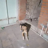 سگ دورگه ژرمن قدر جون|سگ|اندیمشک, |دیوار