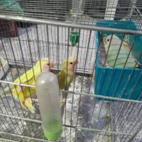 طوطی برزیلی جوجه