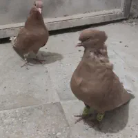 جفت زرد دم سفید