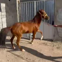 اسب کرد سواری ۳سال ۵ ماه سواری عالی
