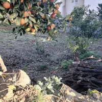 زمین-مسکونی