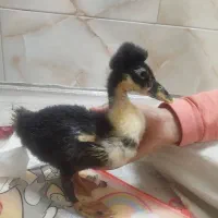 اردک طبیعی کاکلی