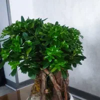 گل بنسای