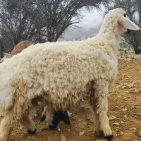 بره نر