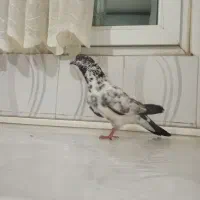 کفتر دستبر قوچی  تمام عیار