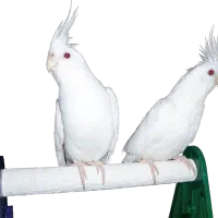 عروس هلندی آلبینو 6ماهه