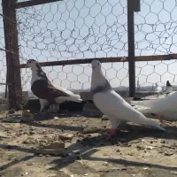 ستا نر جوان طوقی وچپ دوری سفت بابت جلد|پرنده|اهواز, علی آباد|دیوار