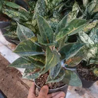 گل دیفن باخیا|گل و گیاه طبیعی|قم, خداکرم|دیوار