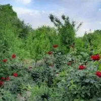 فروش-باغ-کامل