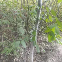 نهال های تنومند شیش ساله بزرگ و شاداب انواع گردو|خدمات باغبانی و درختکاری|یاسوج, |دیوار