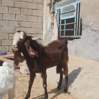 بز نر نجدی و افغانی هیکل درشت