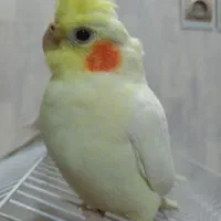 عروس ماده اماده جفتگیری|پرنده|پیر بکران, |دیوار