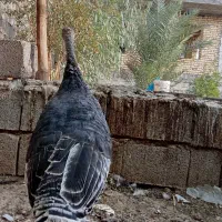 بوقلمون ماده محلی سالم و تخم گذار