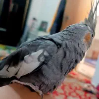 عروس هلندی|پرنده|باخزر, |دیوار