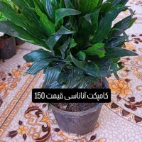 انواع گل‌های آپارتمانی آدرس خیابان اسکان نبشکوچه72|گل و گیاه طبیعی|یزد, |دیوار