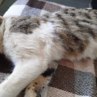 گربه پیدا شده در میبد