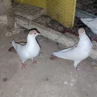 کفتر افغانی|پرنده|کاشان, گریه|دیوار