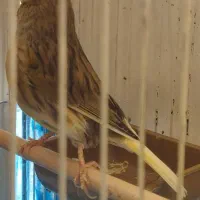 قناری نر و ماده|پرنده|اصفهان, جلالیه|دیوار