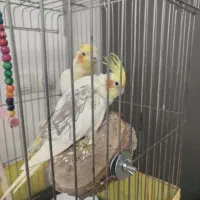 عروس هلندی مولد|پرنده|کرج, شهرک فهمیده|دیوار