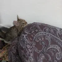 واگذاری گربه کوچولوی ملوس|گربه|کرج, اخترآباد|دیوار