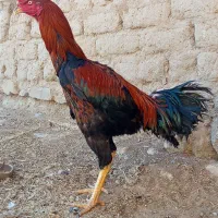 خروس لاری 9ماهه|حیوانات مزرعه|لاجان, |دیوار