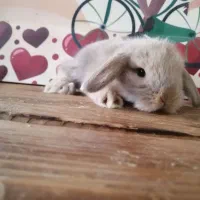 لوپ|موش و خرگوش|کرج, کوی امامیه|دیوار