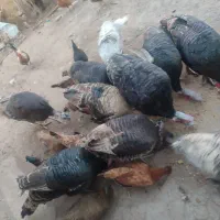 فروش باقیمت مناسب