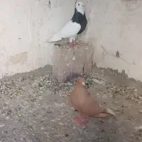 کفتر رنگه