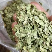 آویشن شیرازی