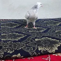 جوجه کبوتر طوقی|پرنده|فلاورجان, |دیوار