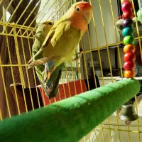 یک جفت طوطی مینیاتوری برزیلی