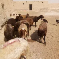 گوسفند داشتی ابستن|حیوانات مزرعه|چناران, |دیوار