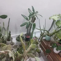 گل و گیاه طبیعی