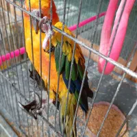 عروس هلندی،کوتوله،فنچ،قناری،مرغ عشق