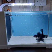 آکواریوم سامپ دلسا B103|ماهی|قزوین, |دیوار