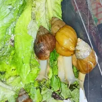 بچه حلزون|خزنده|پرند, |دیوار