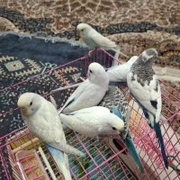 مرغ عشق رینبو،اسپانگل|پرنده|بندر ماهشهر, |دیوار