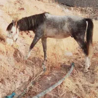 اسب نریان رام