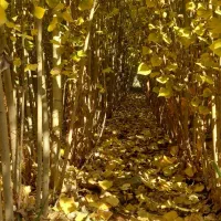 صنوبر ۲ساله