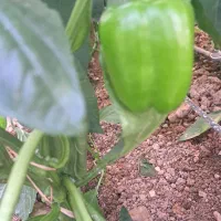 کارگر  گلخانه